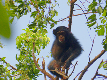 Juvenile chimpanzee at Assirik